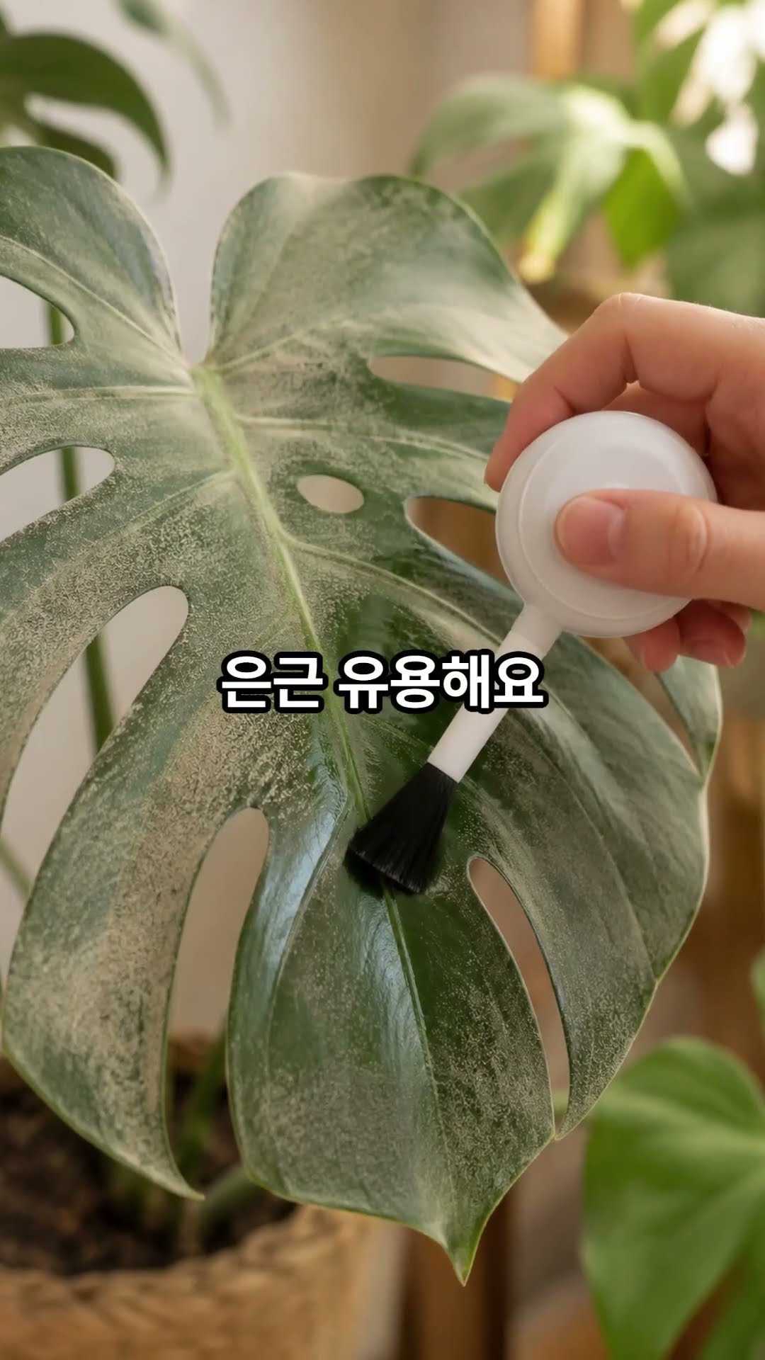 식물 잎 먼지브러시 소개 영상